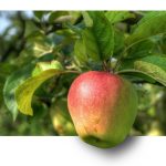 apple, fruit, apple tree