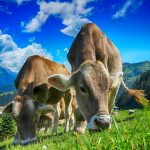 cows, cattle, farm
