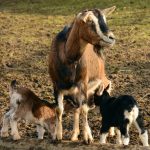 goats, kid, young goats
