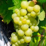 grapes, wine, vine