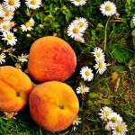 peaches, fruit, sweet