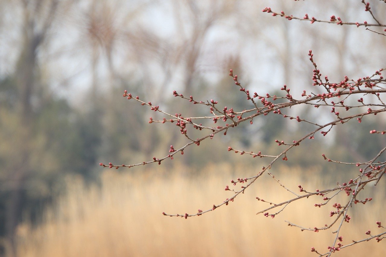 peach flower, buds, branches