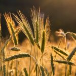 wheats, grains, wheat field